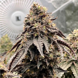 Premium Polar Gelato Seeds By Sherbinskis | Silent Seeds