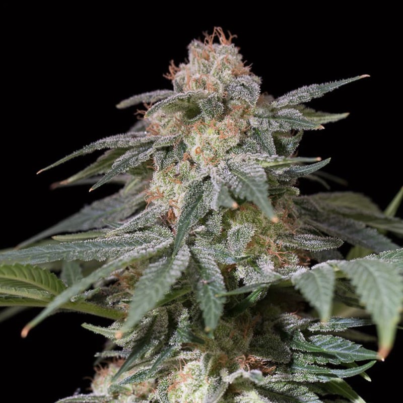 Silent Seeds | Buy premium cannabis seeds